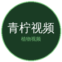 青柠视频
